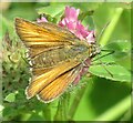 Small Skipper