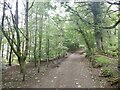 Road, Tootops Wood