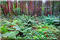 Ferns in the Forest