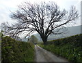 Tree and lane near Abergwyngregyn