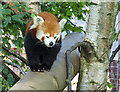 Red panda, Yorkshire Wildlife Park