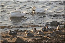 NT3473 : Birds on the River Esk estuary, Musselburgh by Mike Pennington