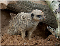 SE6301 : Meerkat, Yorkshire Wildlife Park by Paul Harrop