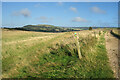 Paths in Appuldurcombe Park