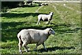 St. Mary in the Marsh: Sheep grazing in a large field