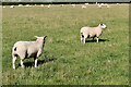 TR0629 : St. Mary in the Marsh: Sheep grazing in a large field by Michael Garlick