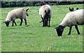 Sheep beside the old railway