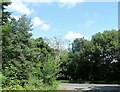 Trees lining Stockerley Lane