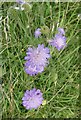 Field scabious, Bredhurst