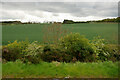 NU1036 : Fields to the west of the A1 near to Middleton by David Dixon