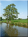 Canal and pasture north of Barlaston, Staffordshire