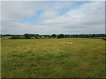SO8148 : Sheep in a field near Upper Woodsfield Farm by Jeff Gogarty
