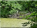 Heron at Swan Pool, Droitwich Spa