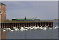 NT9952 : Mute swans at Berwick-upon-Tweed quayside by Walter Baxter