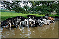 Cattle in the Trent and Mersey Canal near Barlaston