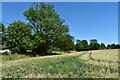 Wheat field, All Saints