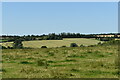 Pasture near Red Houses, Creeting St. Mary