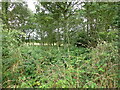 TG2334 : Scrub Woodland beside Public Footpath in Gunton Park by David Pashley