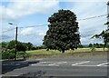 Lone tree by the roadside