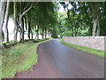 Tree and wall-lined road between Farnell and the A933