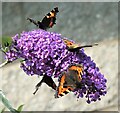 Small Tortoiseshell Butterflies