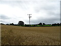 Cereal crop near Burley Gate