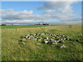 NS8653 : Stones on rough grazing near Gair by Alan O'Dowd