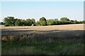 A wheat field