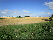 TF2706 : Wheat field near Hangmans Corner by Jonathan Thacker