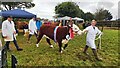 Leading a heifer at Minsterley Show