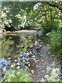 Afon Gwili rhwng / River Gwili between   Cwmdwyfran & Bronwydd Arms