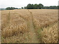 Public footpath across field of barley, near Stokenchurch