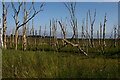 TM4358 : Dead birch trees on the edge of Hazlewood Marshes by Christopher Hilton