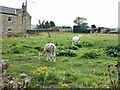 Alpacas at Quarry House Farm