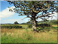 Llwybr ger Cae Siencyn / Path near Cae Siencyn