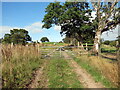 Llwybr ger Cefngornoeth / Path near Cefngornoeth