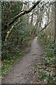 Woodland footpath