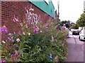 Rewilding on Broad Street, Foleshill