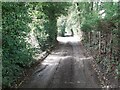 Track through the Trees