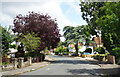 Trees along Ambleside Drive