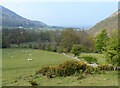 Sheep and pasture near Dwygyfylchi