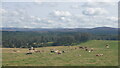 Cattle, Aitnoch