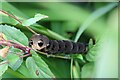 Caterpillar in garden in Bishop