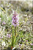 HP6310 : Heath Fragrant-orchid (Gymnadaenia borealis), Keen of Hamar by Mike Pennington