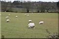 Sheep grazing