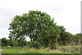 Tree by Colesden Road, East End