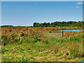 SD4214 : Carum Field, Martin Mere Wetland Centre by David Dixon