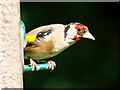 SD4213 : Goldfinch on a feeder at Martin Mere by David Dixon