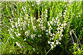 NJ3426 : White Heather (Calluna vulgaris) by Anne Burgess