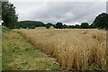 Wheat field above Carr Farm